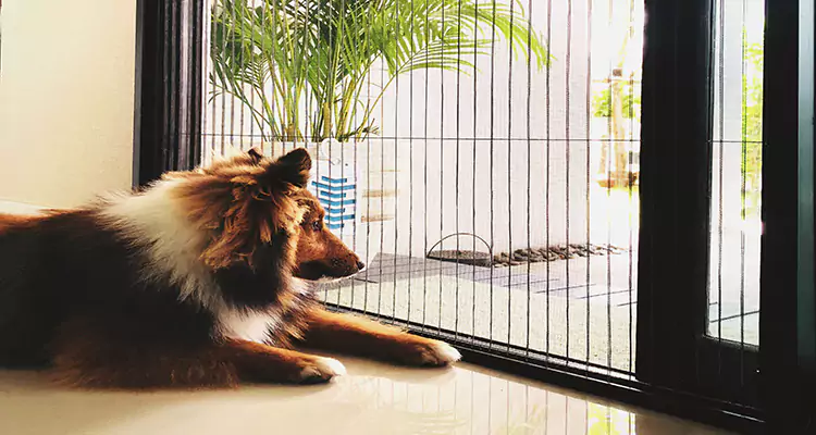 Sliding Screen Pet Door Repair in Ives Estates, FL